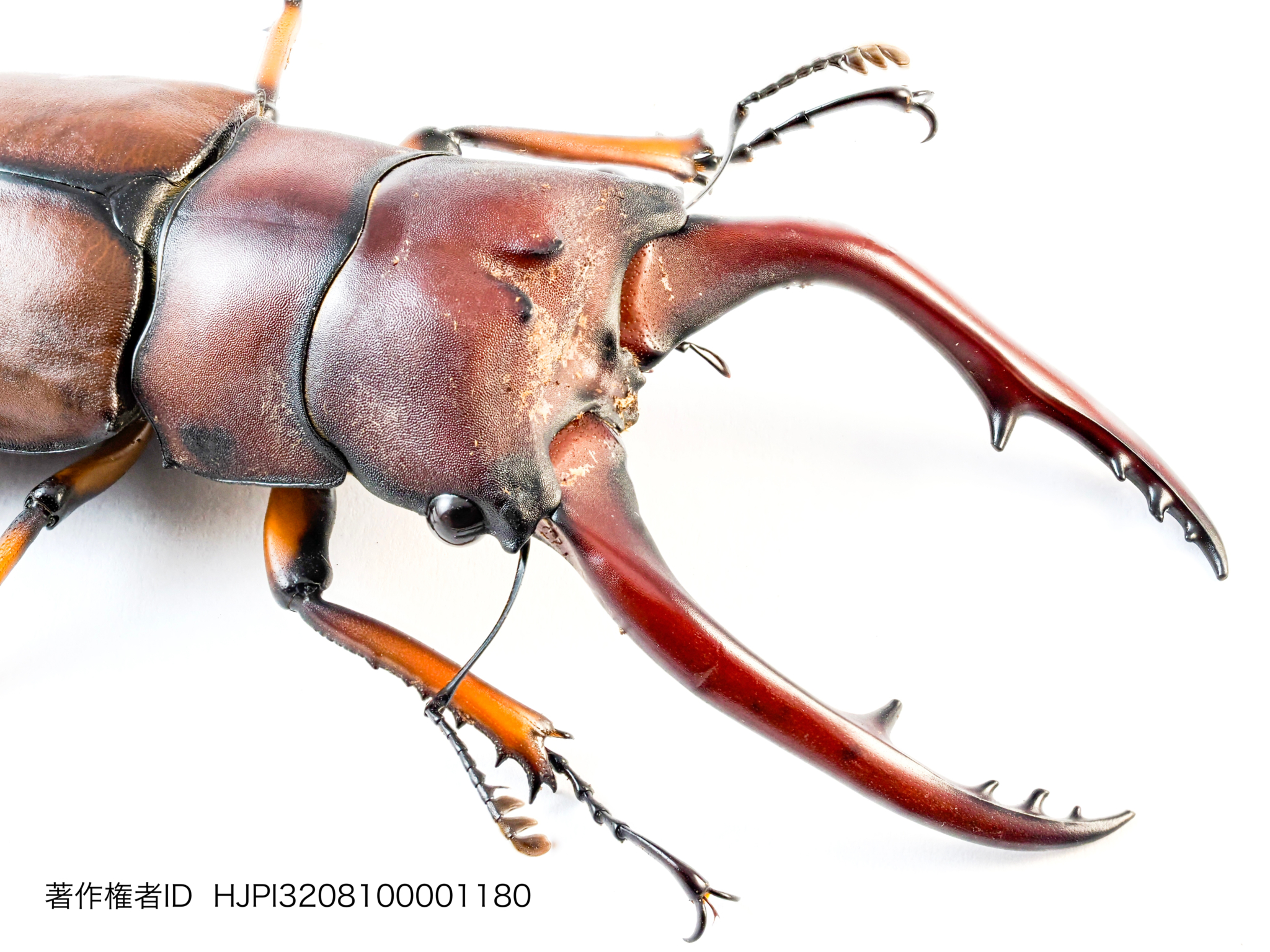 アスタコイデスノコギリクワガタ 僧侶×写真家 高橋直暉